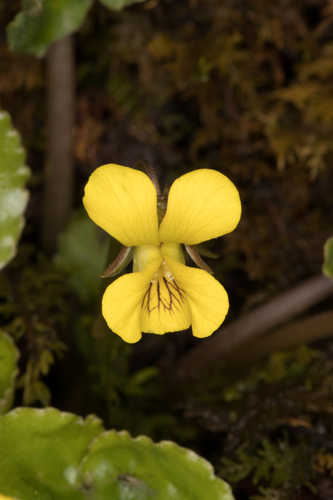 Viola rotundifolia #20